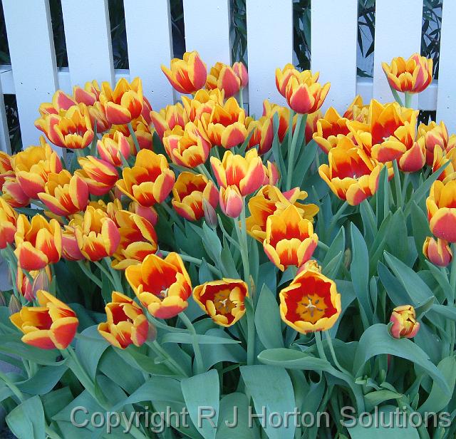 Tulips bicoloured red & yellow